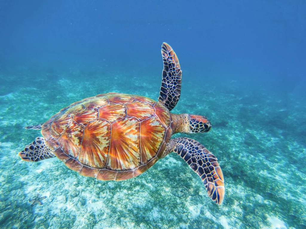 Colorful yellow orange sea turtle swimming under water